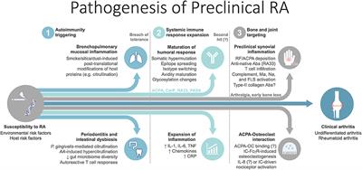 Disease mechanisms in preclinical rheumatoid arthritis: A narrative review